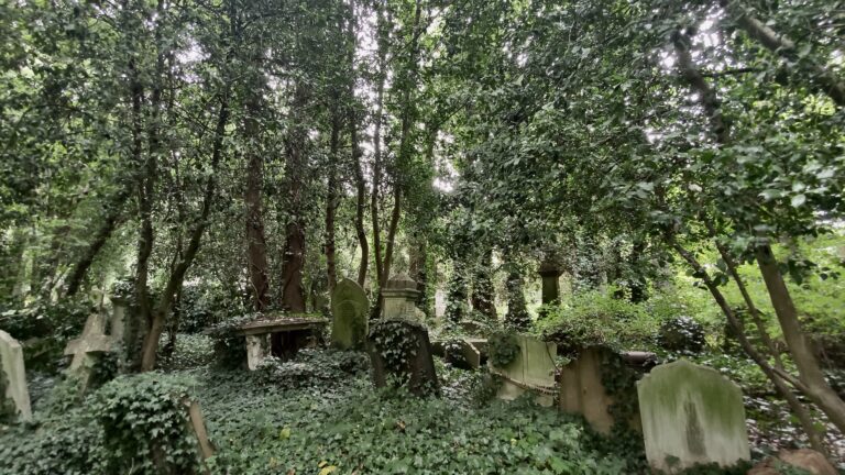 Graves covered in ivy stand in a forest cemetery