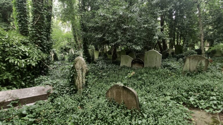 Graves covered in ivy stand in a forest cemetery