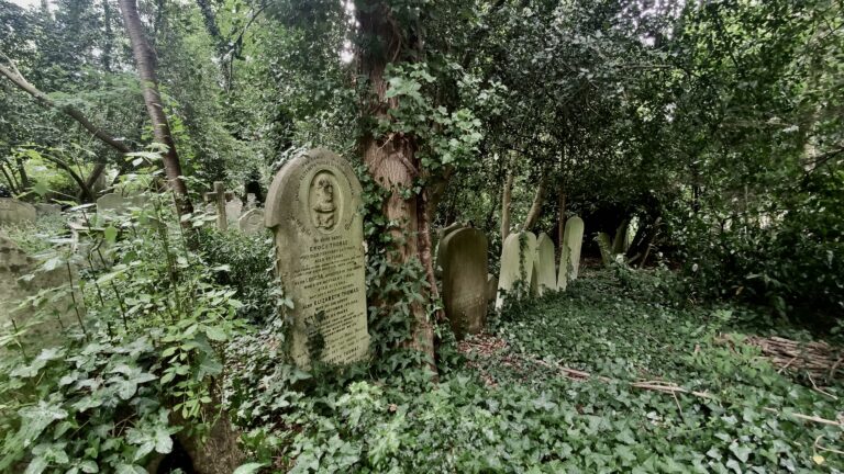 Graves covered in ivy stand in a forest cemetery