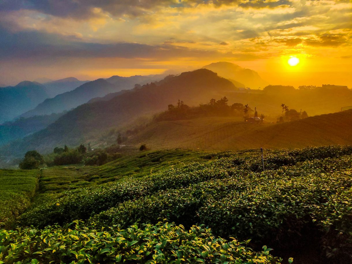 Avoid tourists with these hidden Taiwan tea trails - Discoveny