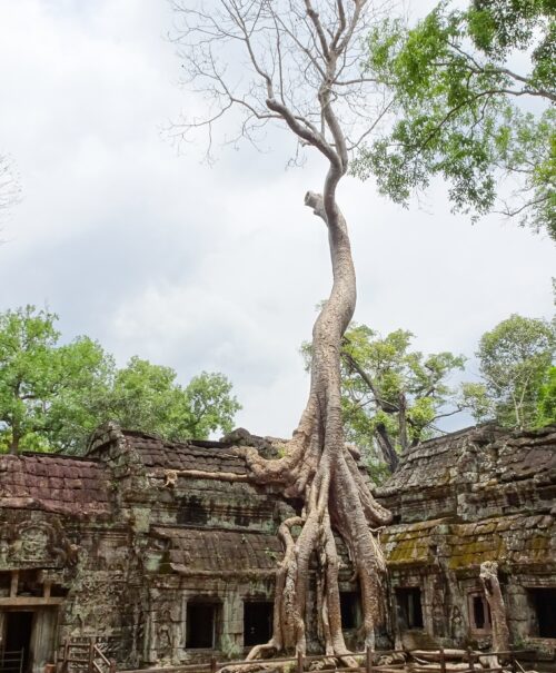 Ta_Prohm