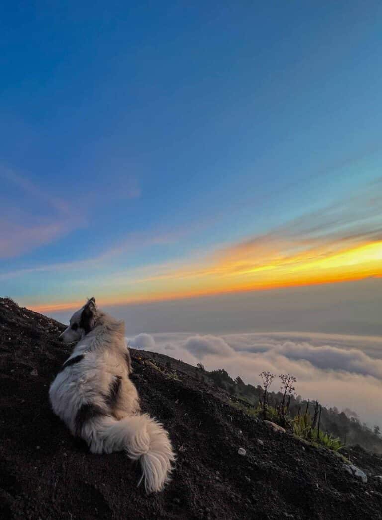 A dog looks at the sun rise on the acatenango volcano hike