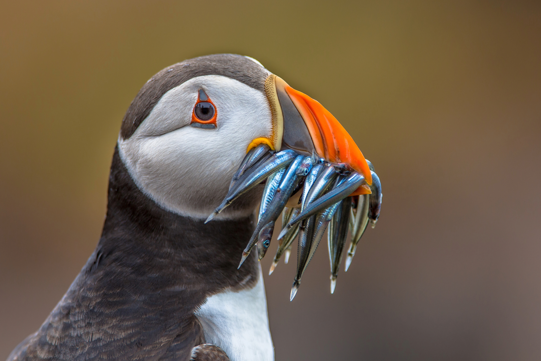 17 Best Places to see Puffins in Scotland - Discoveny